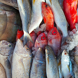 Los mejores Pescados